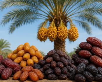 انواع خرمای ایرانی