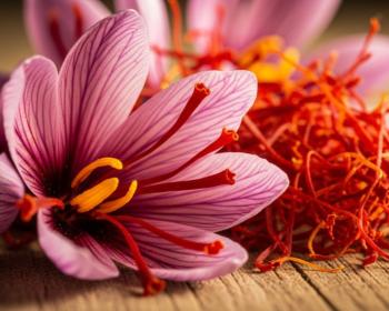 زعفران: خواص، کاربردها، فواید و بهترین غذاهای ایتالیایی