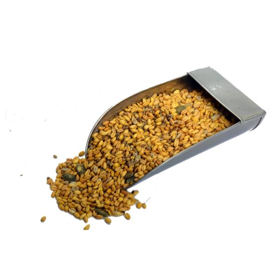 گندم شاهدانه گندم شاهدانه