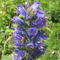 Tisana di Borragine Gol Gavzaban