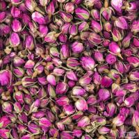 غنچه گل محمدی