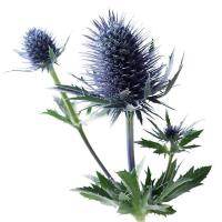 عرق بوقناق مهیار