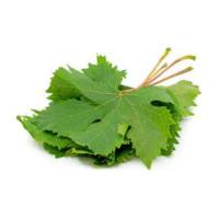 شور برگ مو گلدشت